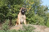 BULLMASTIFF 128